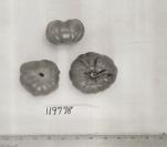 Click for 1 image(s) for this accession. FRUIT